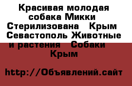 Красивая молодая собака Микки. Стерилизована - Крым, Севастополь Животные и растения » Собаки   . Крым